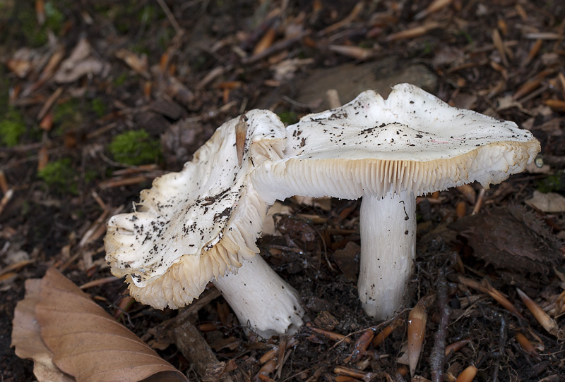 Tricholoma columbetta